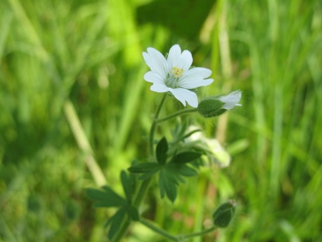 Geranium molle blanc